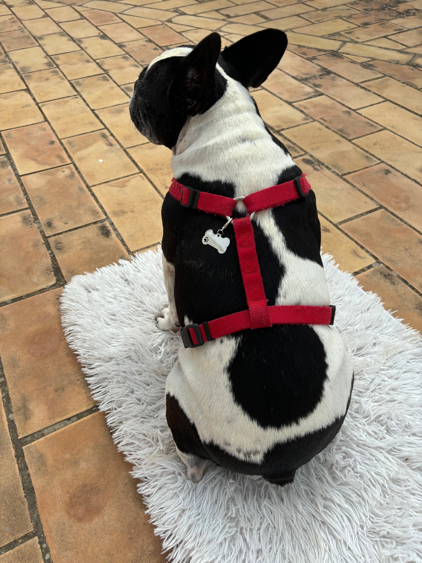 Plaquita personalizable para mascotas