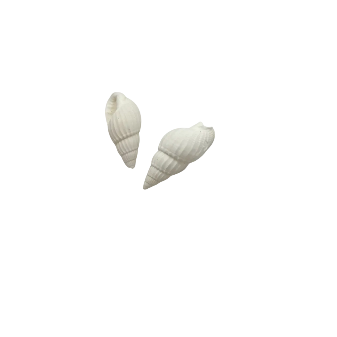Dije caracola blanca